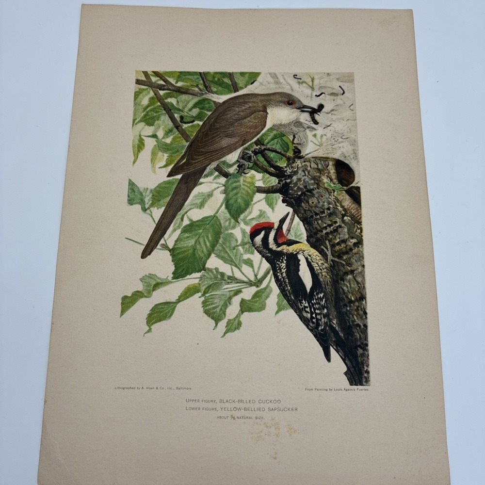 Vintage Louis Agassiz Fuertes Bird Lithograph Cuckoo Sapsucker Art Print